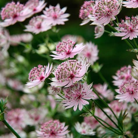 Astrantia major Buckland flower plants from Woolmans