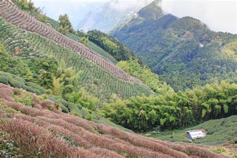 Oolong Tea Plantation in Taiwan Stock Image - Image of chinese, farming ...