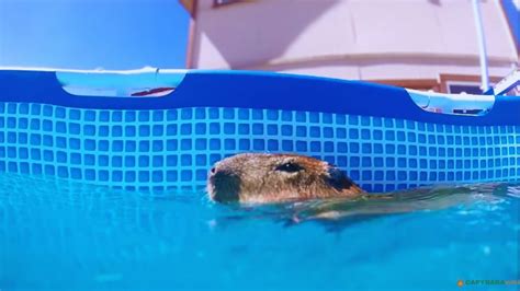 Capybara Swimming