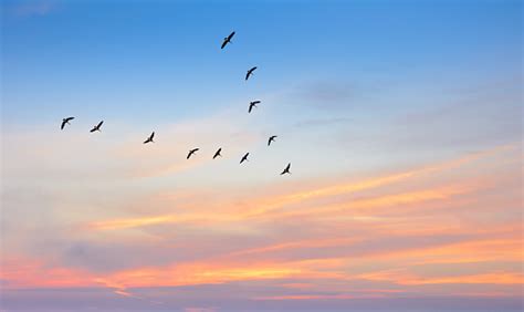 Birds In Flight Against Beautiful Sky Background Stock Photo - Download Image Now - iStock