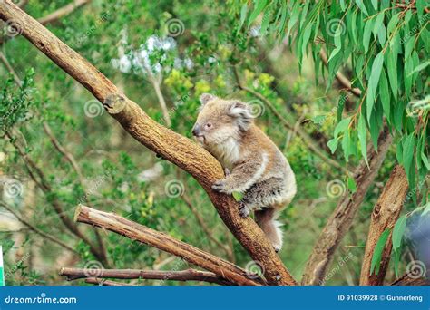 A Wild Koala Climbing in Its Natural Habitat of Gum Trees Stock Photo - Image of branch, ears ...