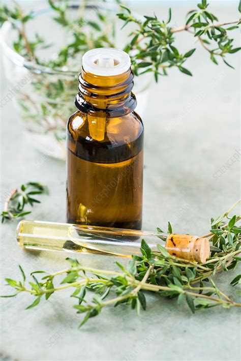 Essential oil of thyme (Thymus vulgaris) - Stock Image - C042/4719 - Science Photo Library