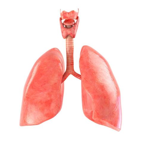 the lungs are shown in this computer generated image