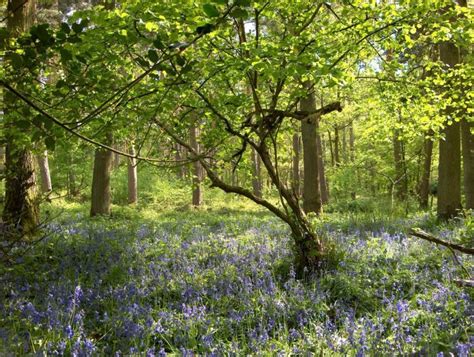 Wyre Forest Cottage - Nature Aesthetic | British Countryside