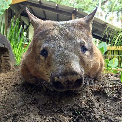 10 Awesome Wombat Facts