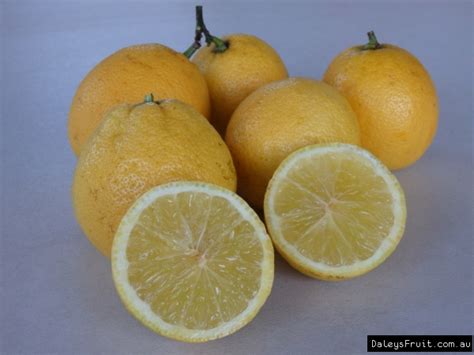 Lemonade Tree - Citrus limon x reticulata