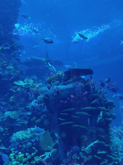 Mazatlan Aquarium | Gran Acuario Mazatlán "Mar de Cortés"