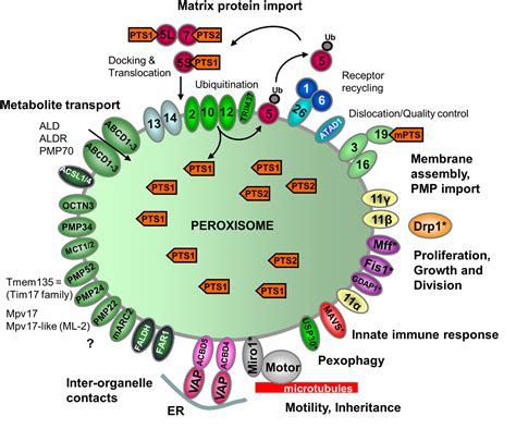 Peroxisome Metabolic Function - Nevan Oana