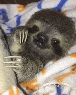 Baby sloth | Cute baby sloths, Baby sloth, Cute animals