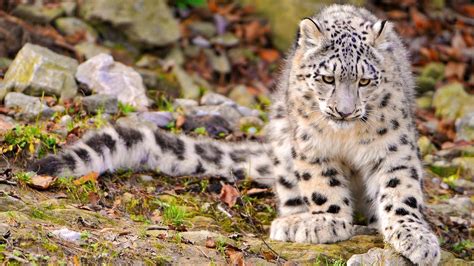 Snow Leopard Wallpapers HD - Wallpaper Cave