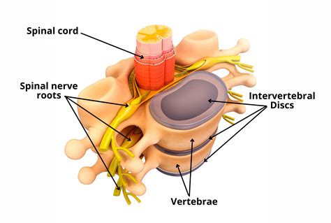 What Is Nerve Compression Syndrome in the back?