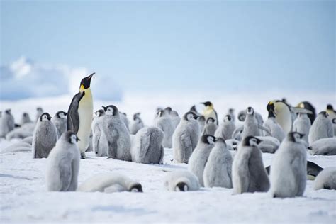 Emperor Penguins Migration - Natural World Safaris