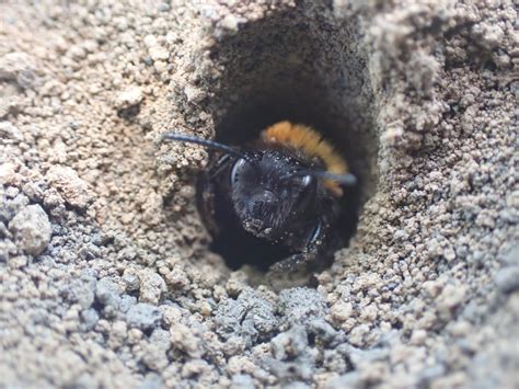 Tawny Mining Bee - Natural History Society of Northumbria