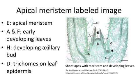 Root Apical Meristem And Shoot Apical Meristem