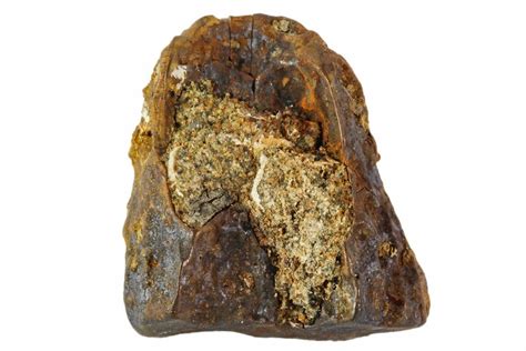 .62" Ceratopsid Tooth - Montana (#108110) For Sale - FossilEra.com