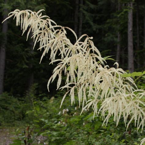 Aruncus dioicus Goat's Beard - Keystone Wildflowers