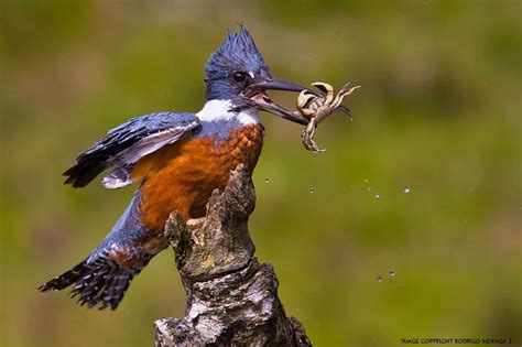 "Martin Pescador ready to eat!!" |Photo by ~Rodrigo Moraga Z~| |Image ...