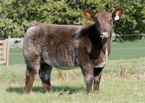 Walks Alone x shorthorn | Show cattle, Show cows, Cattle