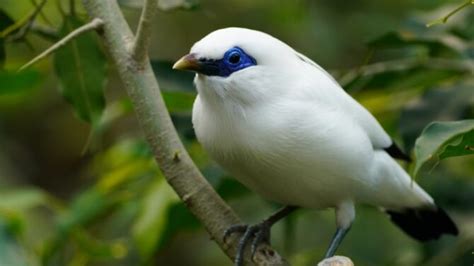 10 Rarest Birds in the World & Where To Find Them