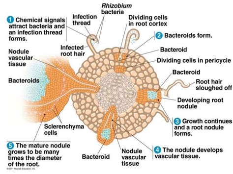 Rhizobium