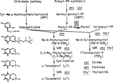 Figure 1 from BIOGENESIS AND FUNCTION OF PLANT LIPIDS | Semantic Scholar