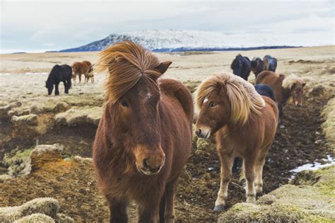 10 Best Gaited Horse Breeds for a Smooth Ride