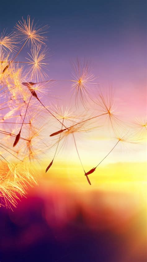 Dandelion seeds in sunset - backiee