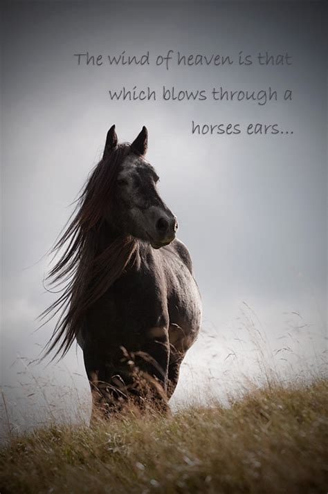 Spiritual Horse Quotes. QuotesGram