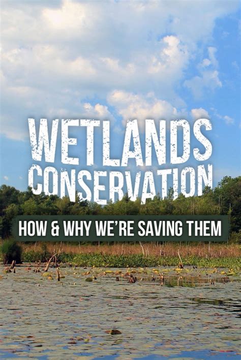 World Wetlands Day | Wetland Conservation Efforts