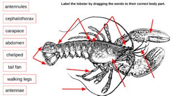 Crustaceans & Lobster Anatomy Drag and Drops by Bell Education Services