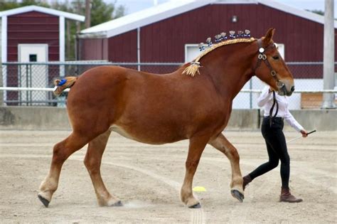 Suffolk Punch Draft Horses: A Detailed Description Of The Breed ...