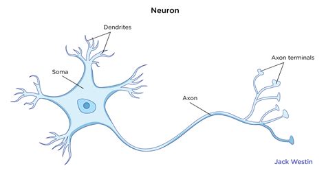 Cell Body Site Of Nucleus Organelles - Nerve Cell - MCAT Content