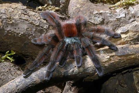 Antilles Pinktoe Tarantula | Caribena Versicolor [ULTIMATE GUIDE] – thepetsavvy.com