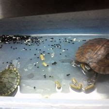 4 Ways to Take Care of Baby Water Turtles - wikiHow