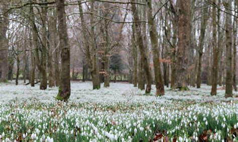 Welford Park Snowdrops - Take a look at what we thought