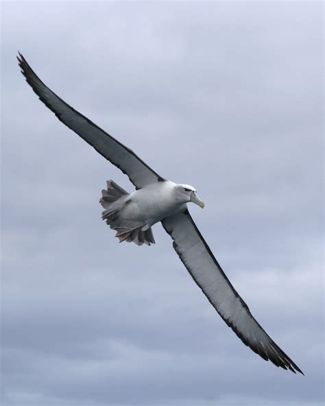 File:Shy albatross in flight.jpg - Wikipedia