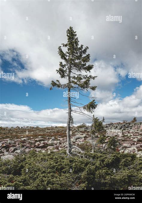 Old Tjikko, The Oldest Tree In The World, Located In, 56% OFF