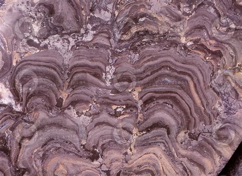 Stromatolite. Fossil. Cambrian - Stromatolites - Cambrian - Paleozoic - Fossils - Photos