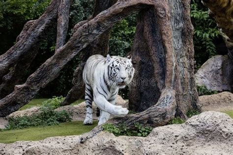 Protected White Tiger in the Wilderness. Stock Image - Image of extinction, dangerous: 96732865