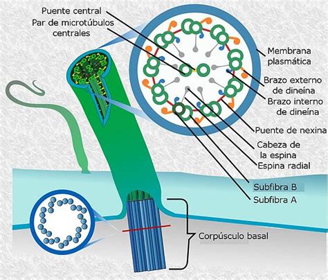 6.9.2.8. Cilios y flagelos | Biología 2º Bachillerato