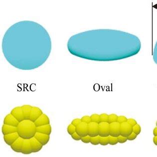 Inter-tablet coating variability of particles in four different shapes,... | Download Scientific ...