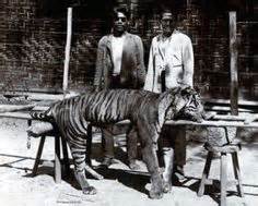 Java Tiger | extinct (modern history) | Extinct tigers, Animals, Javan tiger