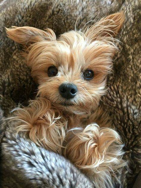 Yorkie #maltese in 2020 | Yorkie, Yorkshire terrier puppies, Yorkie dogs