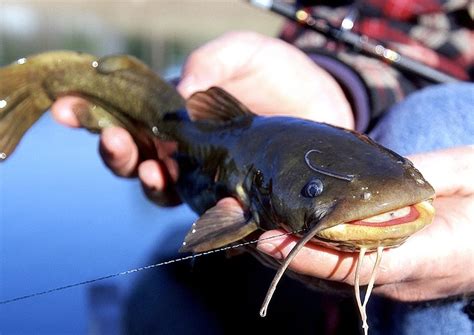 What the heck is a bullhead? | The Arkansas Democrat-Gazette - Arkansas' Best News Source