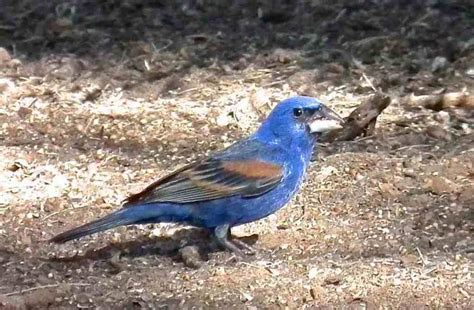 BLUE GROSBEAK male – RALPH WALDT