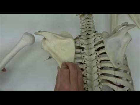 Scapulothoracic motions and muscles - YouTube