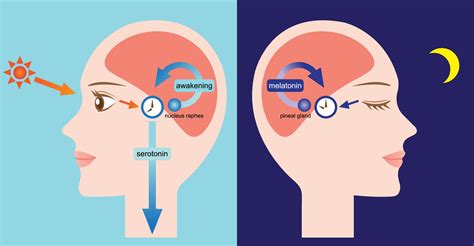 Circadian Rhythm - Pulmonary Associates of the South East is located in Birmingham, A