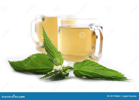 Nettle tea stock photo. Image of organic, medical, fresh - 25774686