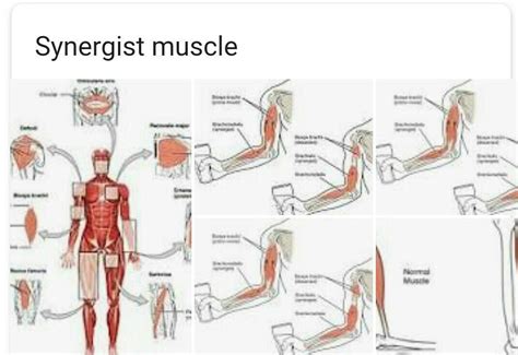 List Of Muscle Names : Flexes abduct and laterally rotates thigh at the hip ...