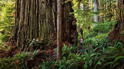 Coast redwoods are the real giant sequoias – Redwood Coast Parks